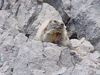 Gardetta: il regno delle marmotte
