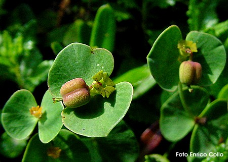 Euphorbia valliniana