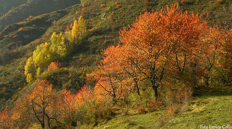Foliage Valle Maira