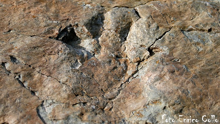 Chirotherium di Ticinosuchus ferox